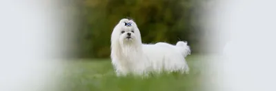 Обзор белых пушистых собак