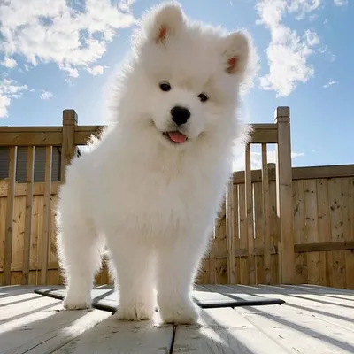Белые большие собаки породы (62 лучших фото)