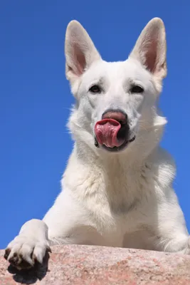 Покраснение шерсти у белых собак: причины, лечение, профилактика - Блог  Зоомапы