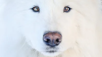 Белая швейцарская овчарка собака: описание, характер, фото, цена