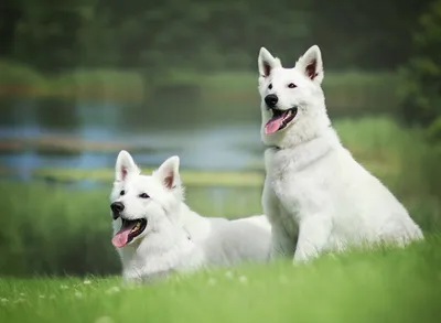 Белая пушистая собака самоед (32 фото) | Мемы про собак, Пушистые собаки,  Симпатичный щенок