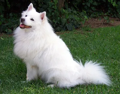 Корм для белых собак - купить корм для собак белых пород в Киеве и Украине  по выгодной цене