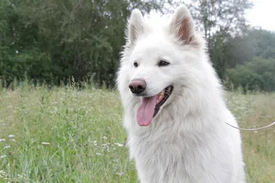Корм для белых собак - купить корм для собак белых пород в Киеве и Украине  по выгодной цене