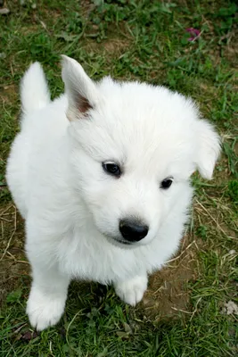 Черно белая собака с голубыми глазами - 70 фото