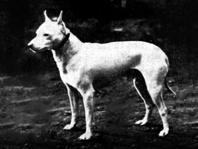 Бесплатное изображение: собака, собак, портрет, милый, хаски, белая собака,  Сибирский, ПЭТ