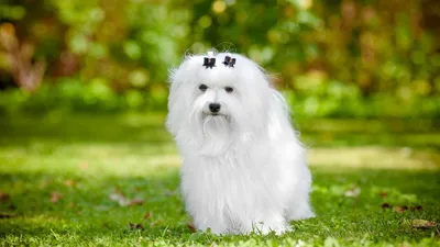 Пятерка самых красивых черно-белых пород собак | DogsForum | Дзен