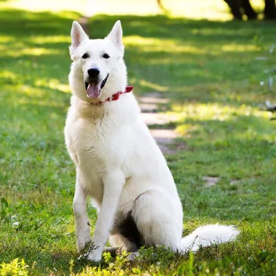 Большая белая собака Samoyed Стоковое Фото - изображение насчитывающей  разведенными, мило: 96864506