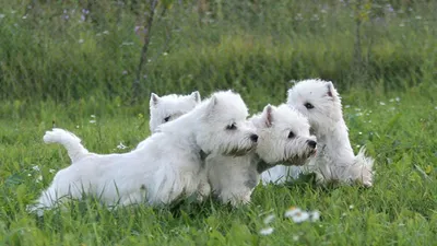 Собаки крупные белые - 65 фото