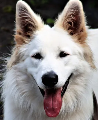 Фотография Щенок собака белых лап Корзина смотрит животное