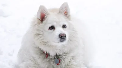 Пастушья Собака Белый Белая - Бесплатное фото на Pixabay - Pixabay