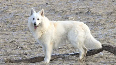 большая белая собака с пушистыми волосами самоеда Стоковое Фото -  изображение насчитывающей товарищ, шикарно: 224630210