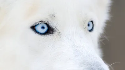 Шампунь гипоаллергенный I LOVE MY PET для длинношерстных белых собак и  щенков 250 мл купить по цене 480 ₽ с доставкой в Москве и России, отзывы,  фото