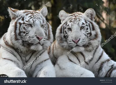 Фотообои Два белых тигра лежат рядом купить на стену — Цены и 3D Фото в  каталоге интернет магазина Printwalls