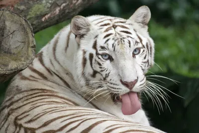 Сколько белых тигров осталось в природе? | Марк Горюнов | Дзен