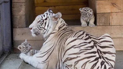 В зоопарке Барнаула показали новорождённых белых бенгальских тигрят ::  Новости :: ТВ Центр