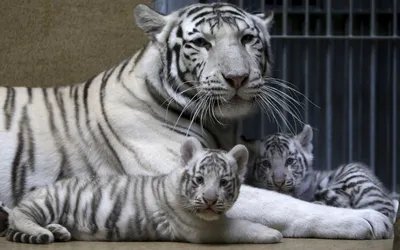 Два Белых Тигра — стоковые фотографии и другие картинки Белый тигр - Белый  тигр, Альбинос, Без людей - iStock