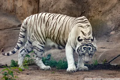Белые тигрята родились в Барнаульском зоопарке | ОБЩЕСТВО | АиФ Барнаул