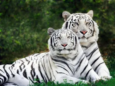 Белый Тигр