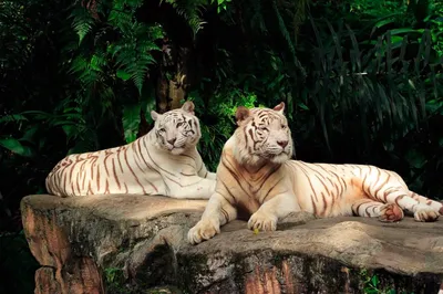 Сотня белых тигрят и тигрица …» — создано в Шедевруме