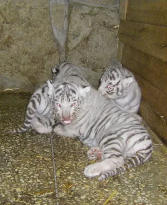 Petsland - Среди всех тигров белые тигры очень красивы и очаровательны. Их  внешность делает их уникальными и мифическими. В зоопарках белые тигры  всегда были центром притяжения для детей и взрослых. Из-за их
