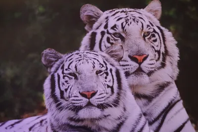 Два Белых Тигра — стоковые фотографии и другие картинки Белый тигр - Белый  тигр, Альбинос, Полосатая кошка - iStock
