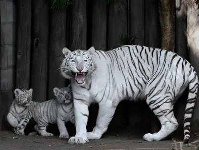 Двух редких белых тигрят впервые показали публике в зоопарке в Нью-Дели —  Новости мира сегодня NTDНовости мира сегодня NTD