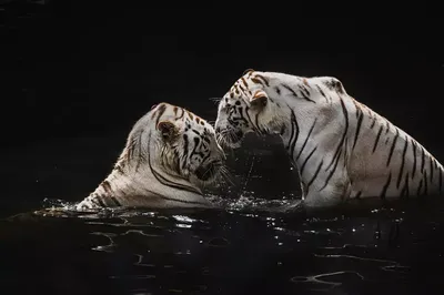 Появились первые фото белых тигрят, родившихся в чешском зоопарке
