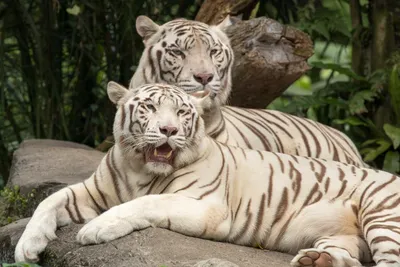 NEWSru.com :: В Индии белые тигрята загрызли пришедшего их покормить  сотрудника национального парка