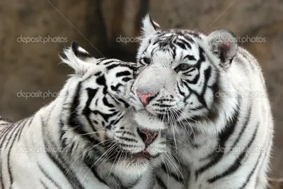 Взгляд белого тигра » Белые тигры » Кошачья галерея » Magnus Felidae  (Великие Кошачьи) - красота и превосходство!