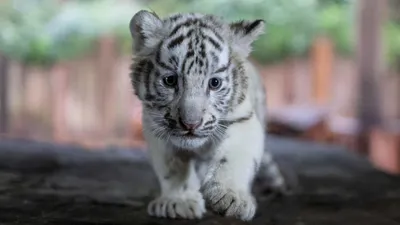 В зоопарке Буэнос-Айреса впервые показали белых бенгальских тигрят - Delfi  RU