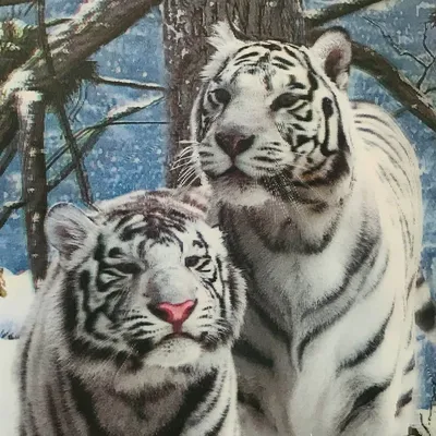 Фотообои Два белых тигра артикул Anm-132 купить в Оренбург|;|9 |  интернет-магазин ArtFresco