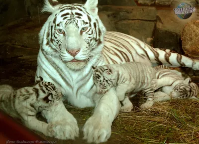 Купить фотообои Пара белых тигров на Wall-photo.ru - интернет магазин  фотообоев. Недорогие фотообои на заказ