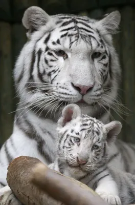 Два белых тигра » Белые тигры » Кошачья галерея » Magnus Felidae (Великие  Кошачьи) - красота и превосходство!
