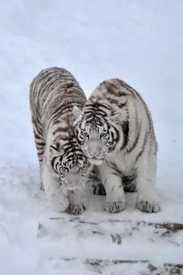 3Д картинка \"Два белых тигра\" 14,5 х 19,5 см х Т-0014