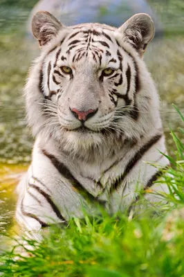 Два Белых Тигра — стоковые фотографии и другие картинки Белый тигр - Белый  тигр, Белый фон, Альбинос - iStock