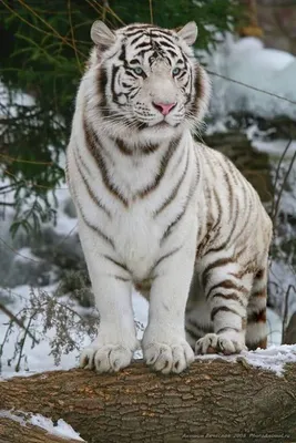 Белый тигр или отбеленный тигр вариант пигментацией тигра Бенгалии Стоковое  Фото - изображение насчитывающей бенина, ослабьте: 94270746