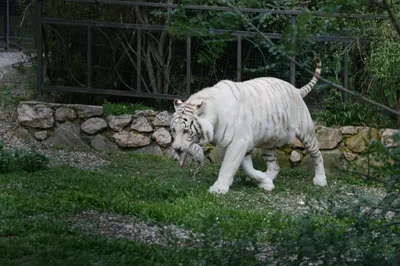В заповеднике близ города Сантандер поселились два белых тигра
