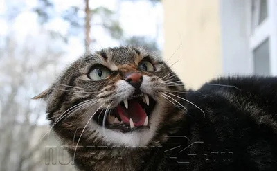 Ненависть и презрение: фото злых котов, которые рассмешат любого - МЕТА