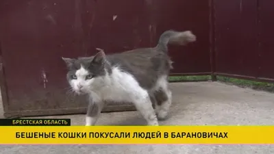 Бешеная кошка: В части Новобаварского района введен карантин | РЕДПОСТ