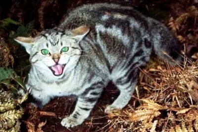 НТМ» — Народное телевидение Мордовии В посёлке Николаевка Саранска  обнаружен бешеный кот