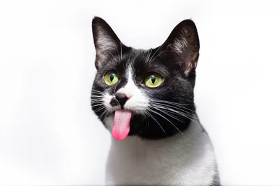 Кот с очень необычной мордой обрел бешеную популярность в Сети – видео
