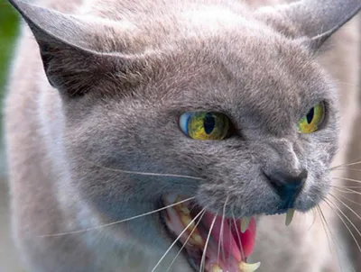 Видео, которое рассмешило Сеть до слез: хозяин хотел помирить двух злых  котов, но все пошло не