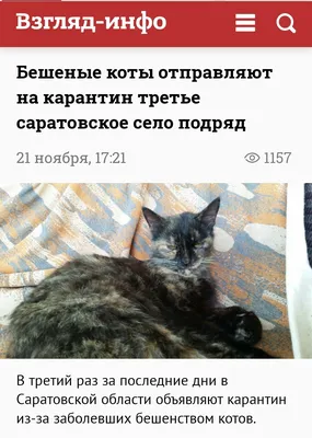 Бешеный кот напал на свою хозяйку в Ростовской области