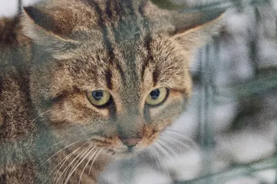 Бешеный кот набрасывался на людей в Невеле, в городе ввели карантин :  Псковская Лента Новостей / ПЛН
