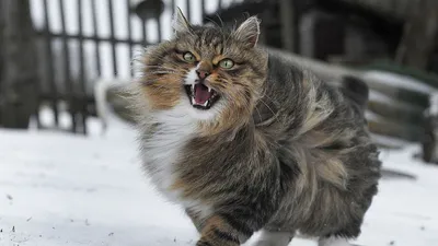 На Корсике выявили новый вид диких кошек. Раньше «кошку-лису» считали  существом из легенд