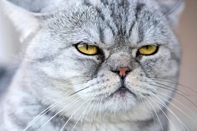 10 необычных видов диких кошек, которых сложно приручить » Кошка Ветра