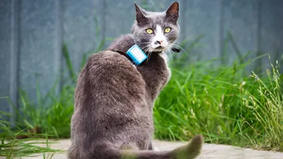 10 самых редких и необычных видов диких кошек - АЗЕРТАДЖ