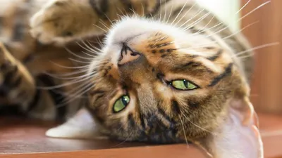 Карантин в Отрадном объявили из-за бешеного кота, покусавшего хозяев -  Мослента
