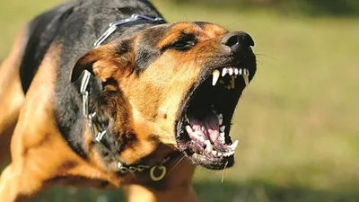 10 самых злых пород собак, топ 10 бойцовых собак