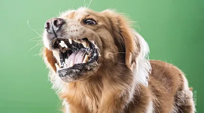 В Тверской области обнаружили бешеную собаку - Газета «Караван Ярмарка»